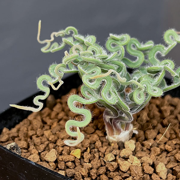 トラキアンドラ： クリップランドWC　2.5号鉢植え