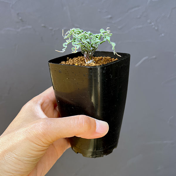 トラキアンドラ： クリップランドWC　2.5号鉢植え