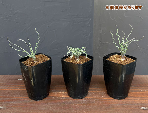 トラキアンドラ： クリップランドWC　2.5号鉢植え