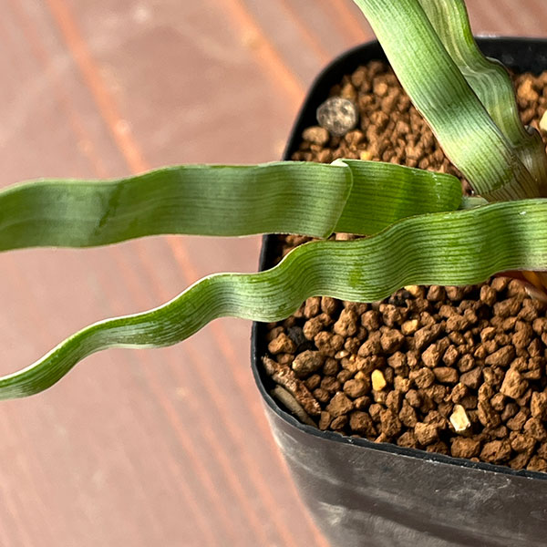 トラキアンドラ：トルチリス　2.5号鉢植え