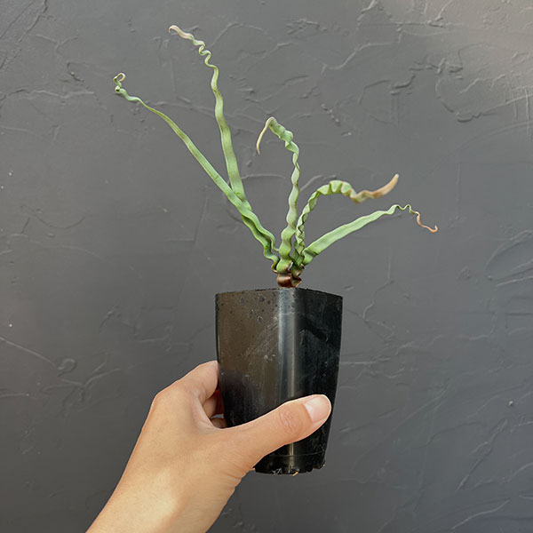 トラキアンドラ：トルチリス　2.5号鉢植え