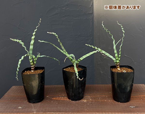 トラキアンドラ：トルチリス　2.5号鉢植え