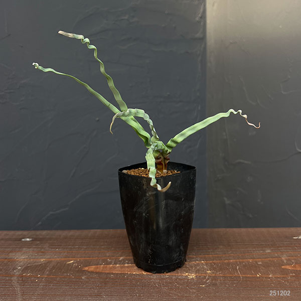 トラキアンドラ：トルチリス　2.5号鉢植え