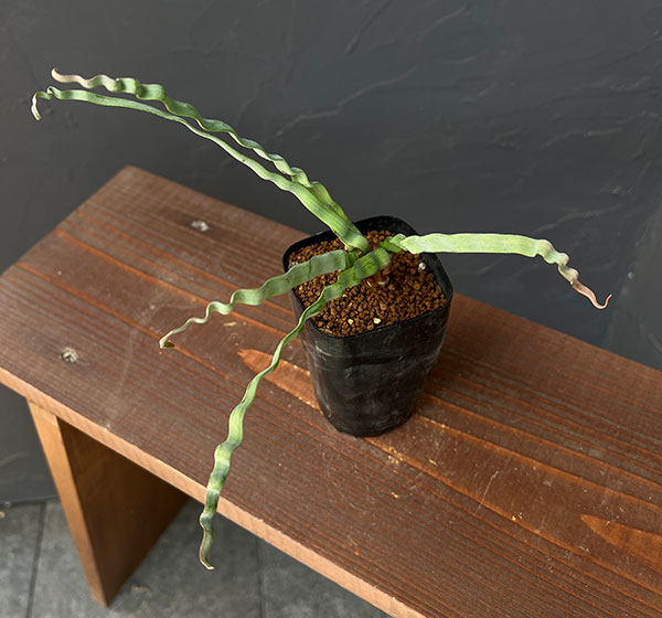 トラキアンドラ：トルチリス　2.5号鉢植え