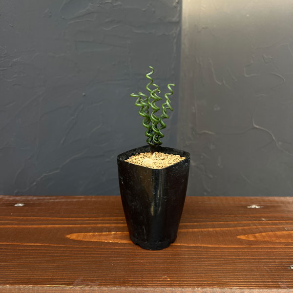 アルブカ ：ブルースベイエリ　2.5号鉢植え