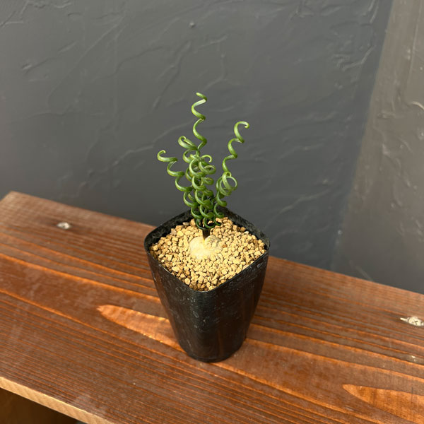 アルブカ ：ブルースベイエリ　2.5号鉢植え