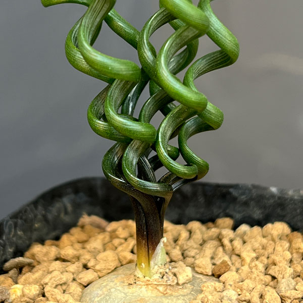 アルブカ ：ブルースベイエリ　2.5号鉢植え