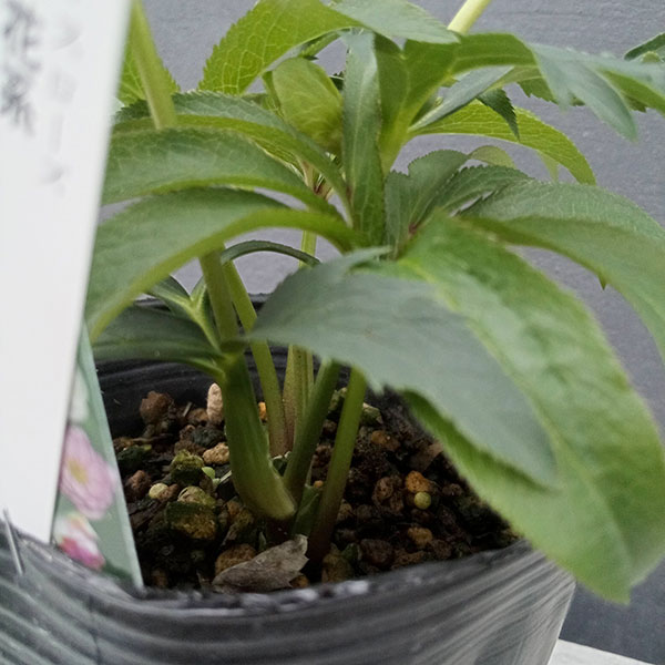 ★クリスマスローズ：広瀬園芸・【トータルカラーが渋々の超小輪花】 園芸ネット本店｜松村ナーセリーさんのクリスマスローズ：25-35ダブル