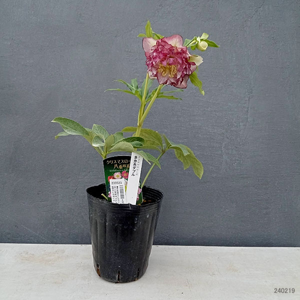 園芸ネット本店｜曽田園芸さんのクリスマスローズ：24-12多弁ダブル／4