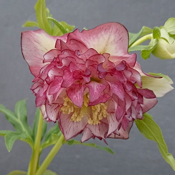 園芸ネット本店｜曽田園芸さんのクリスマスローズ：24-12多弁ダブル／4