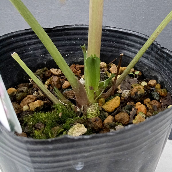 園芸ネット本店｜曽田園芸さんのクリスマスローズ：24-12多弁ダブル／4