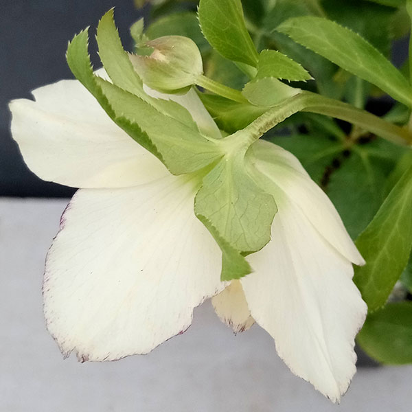 園芸ネット本店｜曽田園芸さんのクリスマスローズ：24-18ラージ