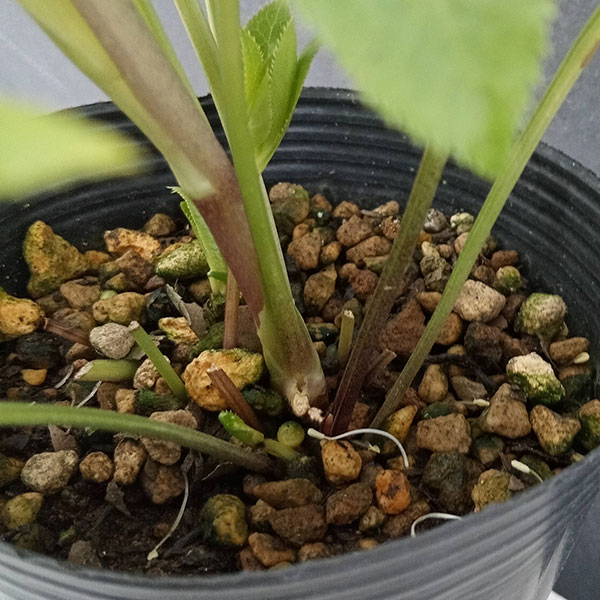 園芸ネット本店｜曽田園芸さんのクリスマスローズ：24-18ラージ