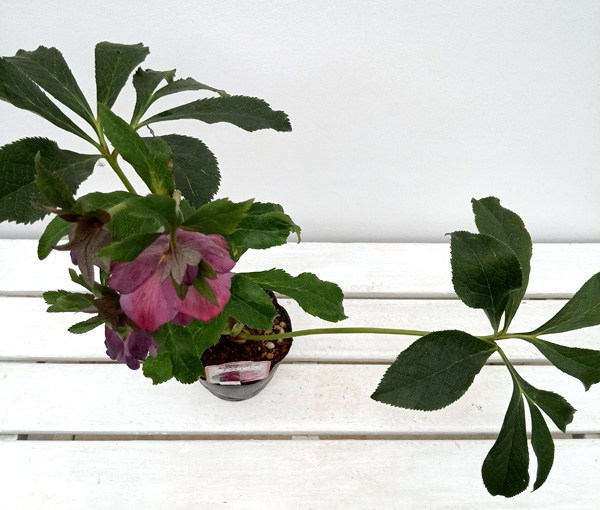 園芸ネット本店｜杉光園芸さんのクリスマスローズ：多弁系24-09レッド