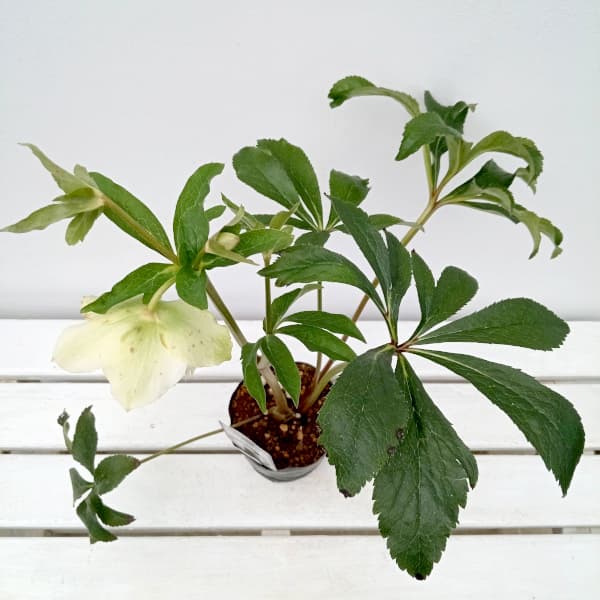 園芸ネット本店｜杉光園芸さんのクリスマスローズ：多弁系24-12