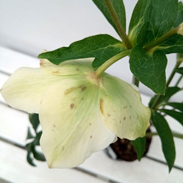 園芸ネット本店｜杉光園芸さんのクリスマスローズ：多弁系24-12