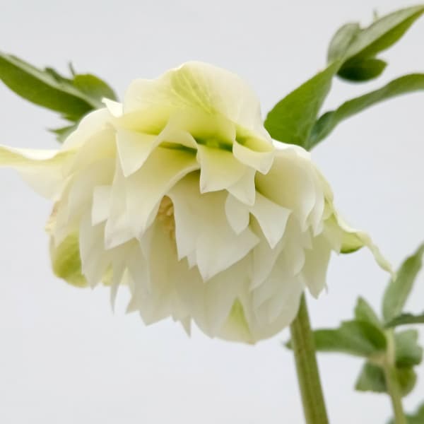 園芸ネット本店｜杉光園芸さんのクリスマスローズ：多弁系24-12