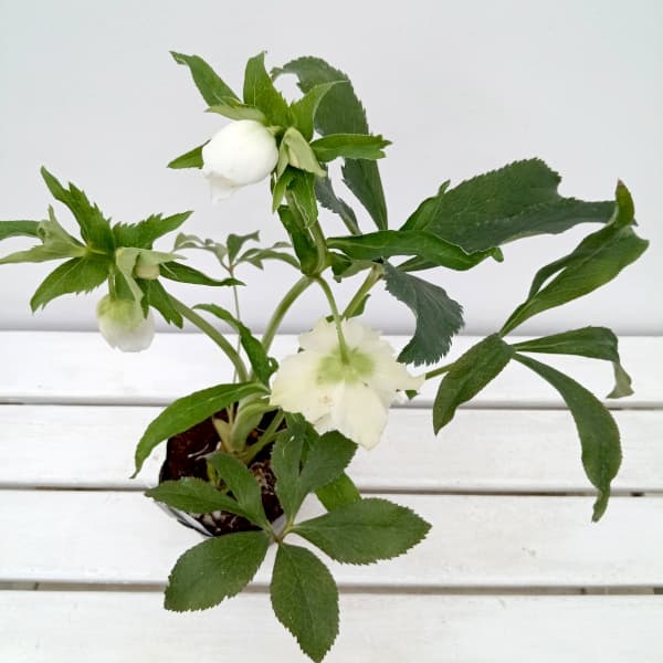 園芸ネット本店｜杉光園芸さんのクリスマスローズ：多弁系24-13