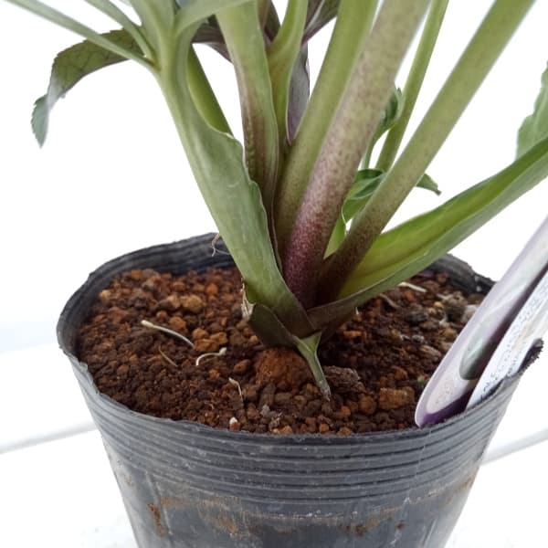 園芸ネット本店｜杉光園芸さんのクリスマスローズ：多弁系24-15