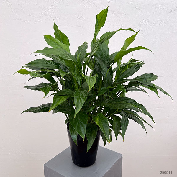 スパティフィラム:ゴールドメリー 5号鉢植え