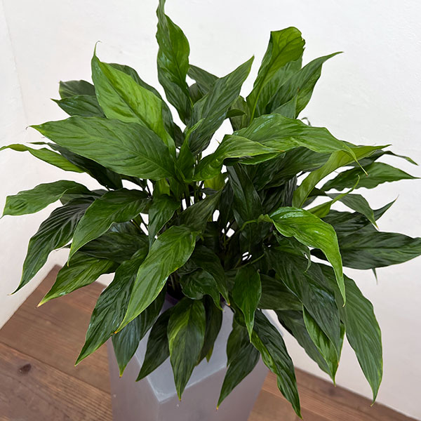 スパティフィラム:ゴールドメリー 5号鉢植え