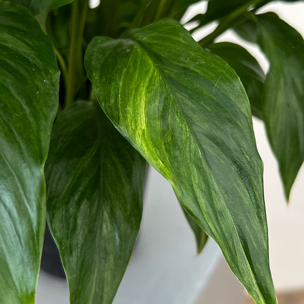 スパティフィラム:ゴールドメリー 5号鉢植え