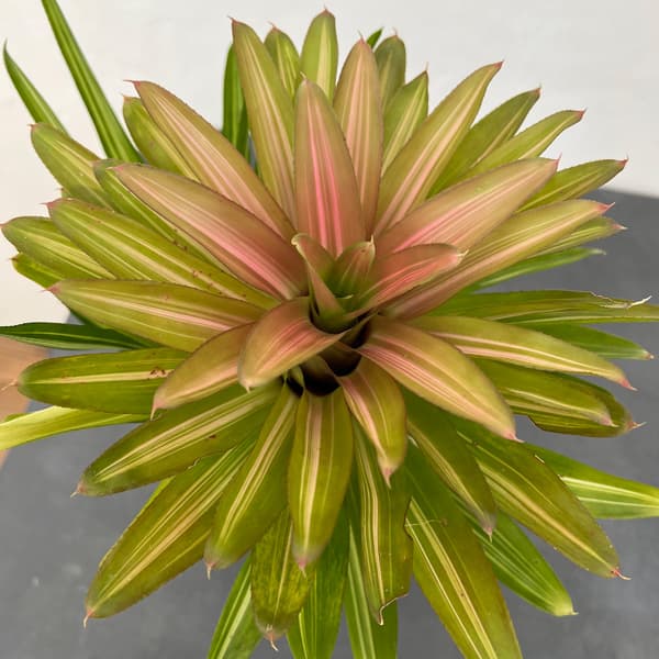 園芸ネット本店｜ネオレゲリア：インフィニティ（斑入り 幹上がり