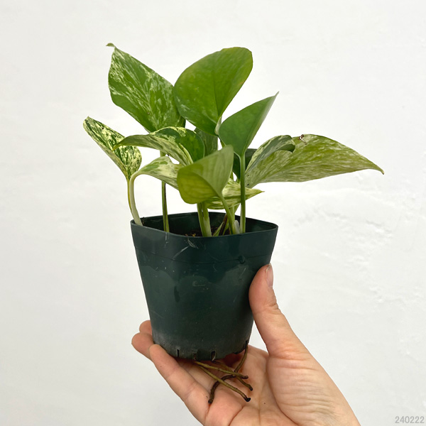 エピプレナムピナツム エピプレムナム ピナツム 'マーブル' | GREEN LUCK