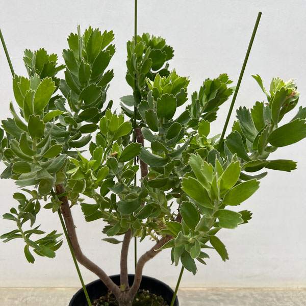 リューコスペルマム：カーニバルコースト　7号鉢植え24-01