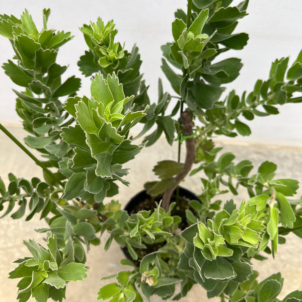 リューコスペルマム：カーニバルコースト　7号鉢植え24-01