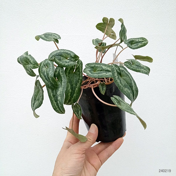 園芸ネット本店｜原種シクラメン：葉模様を楽しむヘデリフォリウム