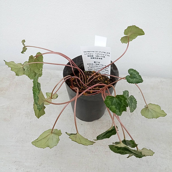 園芸ネット本店｜原種シクラメン：葉模様を楽しむヘデリフォリウム