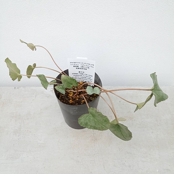 園芸ネット本店｜原種シクラメン：葉模様を楽しむヘデリフォリウム