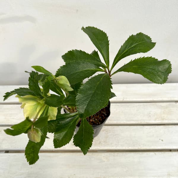 園芸ネット本店｜花郷園さんのクリスマスローズ：24-19ダブル／4.5号