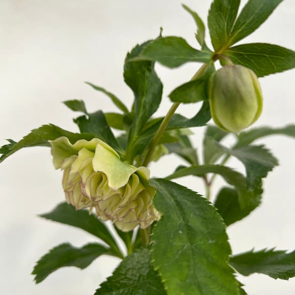 園芸ネット本店｜花郷園さんのクリスマスローズ：24-19ダブル／4.5号