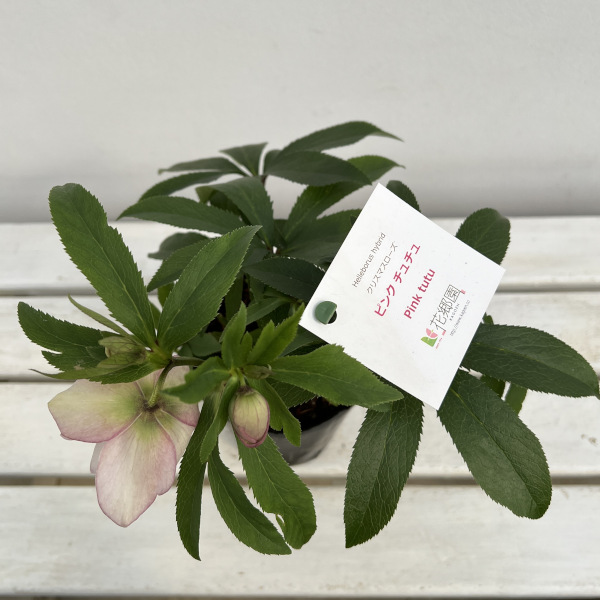 園芸ネット本店｜花郷園さんのクリスマスローズ：24-20ピンクチュチュ