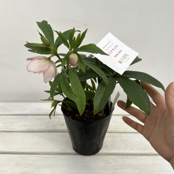 園芸ネット本店｜花郷園さんのクリスマスローズ：24-20ピンクチュチュ