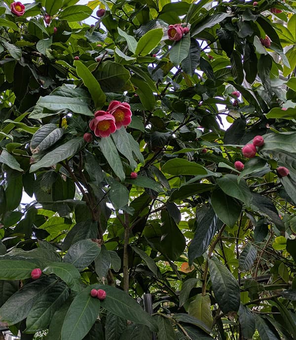 ベトナムツバキ（椿）：ハイドン5号ポット