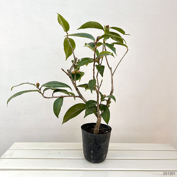 園芸ネット本店｜ベトナムツバキ（椿）：ハイドン5号ポット の通販【公式】