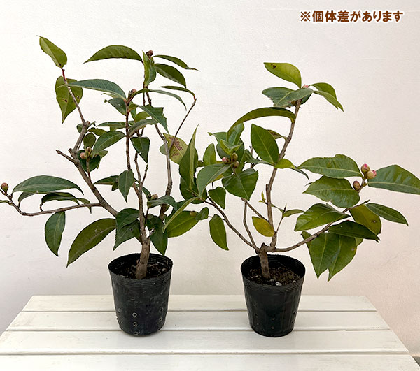 ベトナムツバキ（椿）：ハイドン5号ポット