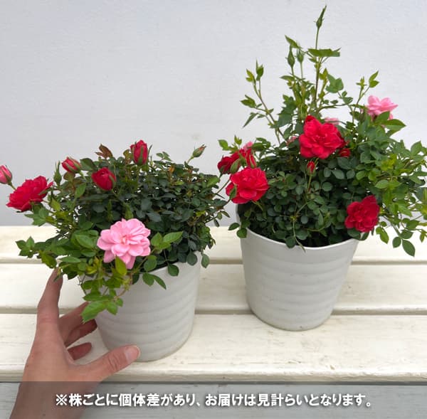 ミニバラ：ミスピーチ姫とリトルマリーの寄せ植え4.5号鉢