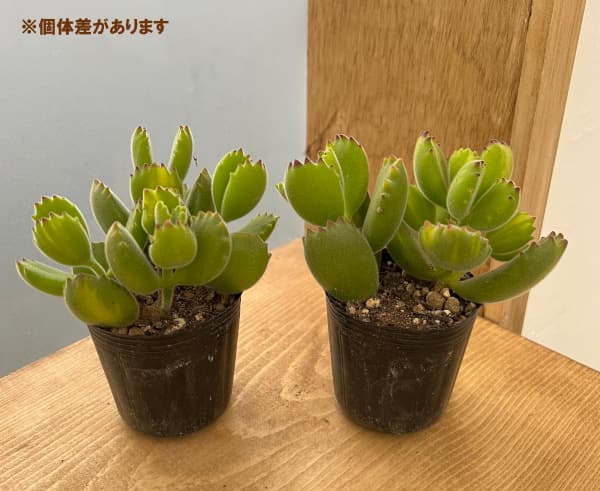 コチレドン：黄斑熊童子　2号ポット