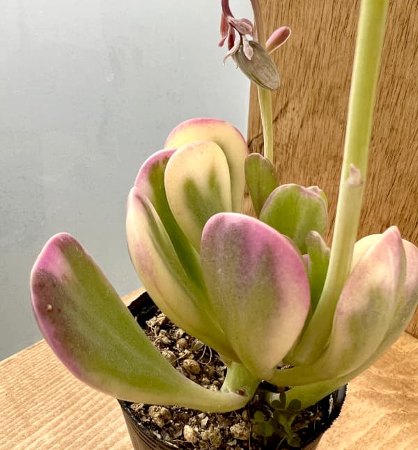 園芸ネット本店｜セネシオ：ヤコブセニー錦 2号ポット の通販【公式】