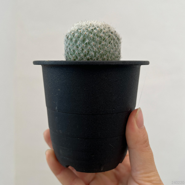 サボテン:エピテランサ月世界(つきせかい)3号鉢植え
