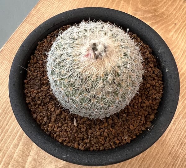 サボテン:エピテランサ月世界(つきせかい)3号鉢植え
