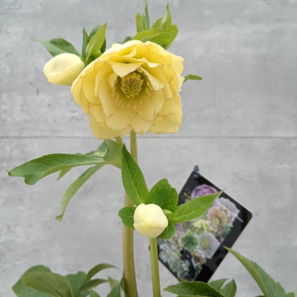 園芸ネット本店｜クリスマスローズ：セレクトダブル24-66／2Lポット