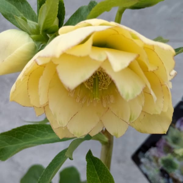 園芸ネット本店｜クリスマスローズ：セレクトダブル24-66／2Lポット