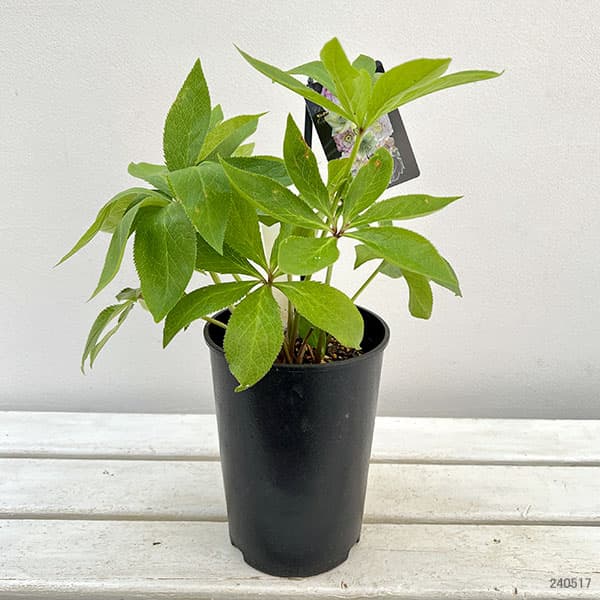 園芸ネット本店｜クリスマスローズ：セレクトダブル24-66／2Lポット