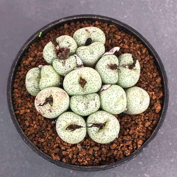 園芸ネット本店｜コノフィツム（原種系）：綾鼓 2号ポット の通販【公式】