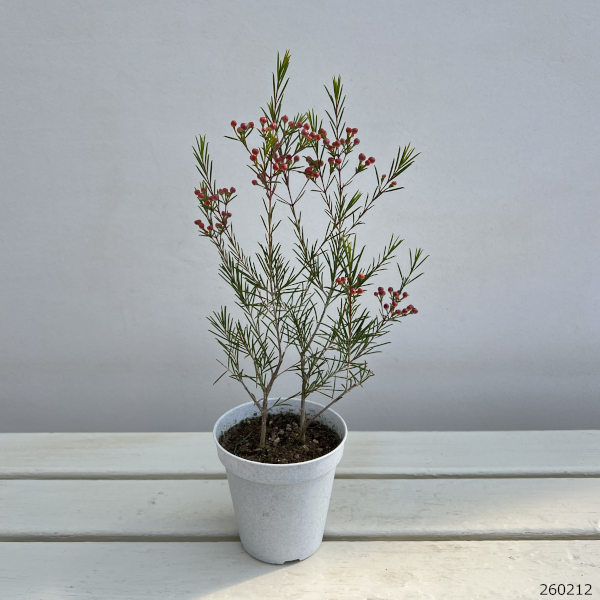 ワックスフラワー:赤玉3.5号鉢植え